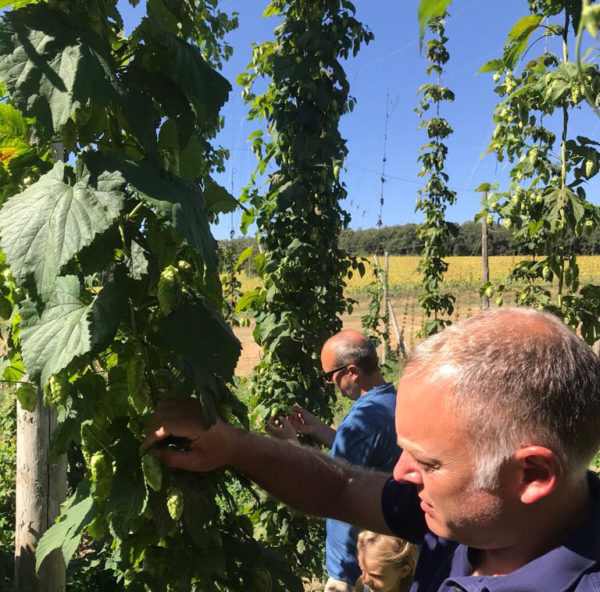 LA SALVE consolida la primera plantación de lúpulo en Euskadi